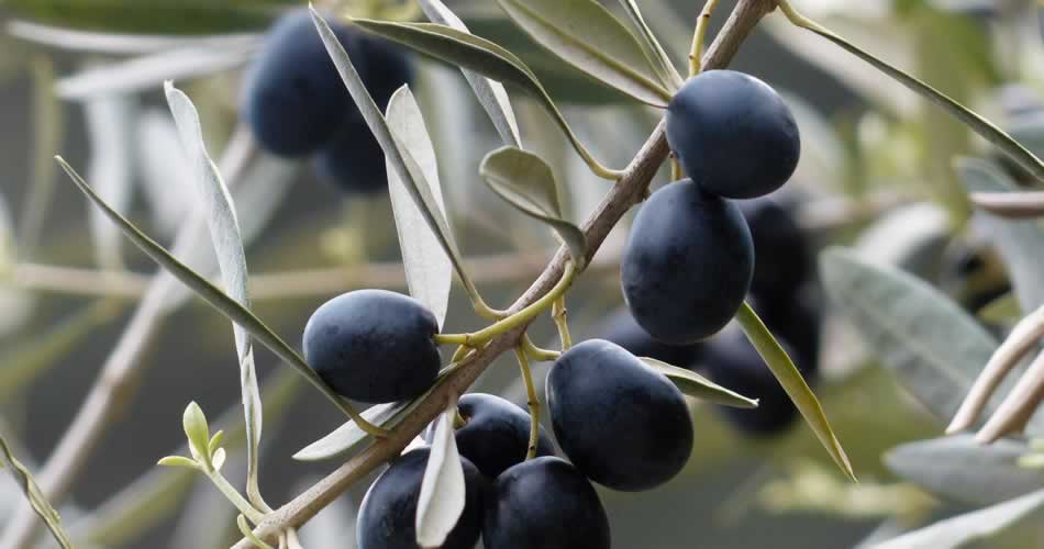 Olivenblattelixier- die Wiederentdeckung eines Jahrtausende alten Heilmittels