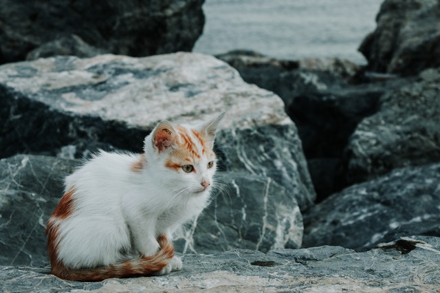 Das Bild zeigt eine Katze auf einem Fels.