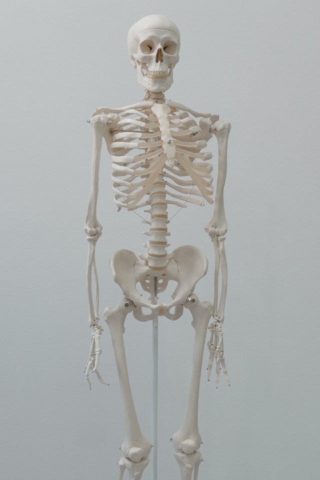 Skelett, Alle Knochen eines menschlichen Körpers